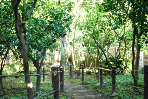 みかんの木がたくさん植えられている